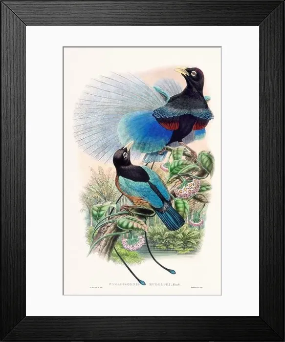 Framed Print : Vintage Bird of the Paradise illustration from the 1800s Framed Print : Vintage Bird of the Paradise illustration from the 1800s
