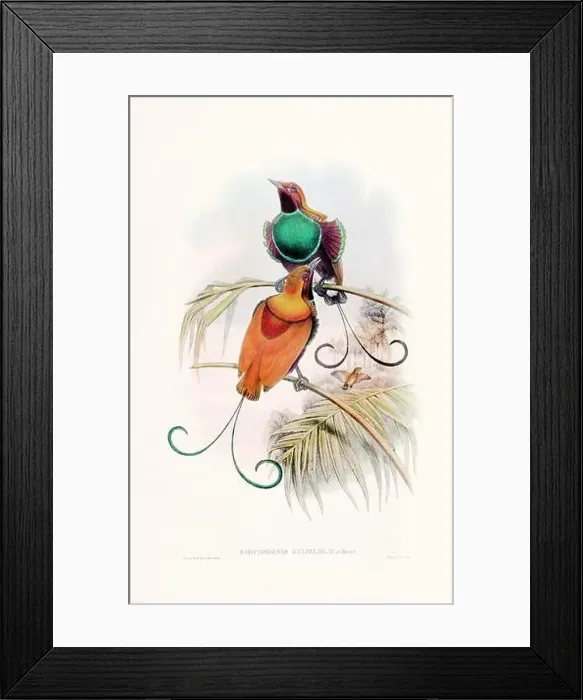 Framed Print : Vintage Bird of the Paradise illustration from the 1800s Framed Print : Vintage Bird of the Paradise illustration from the 1800s