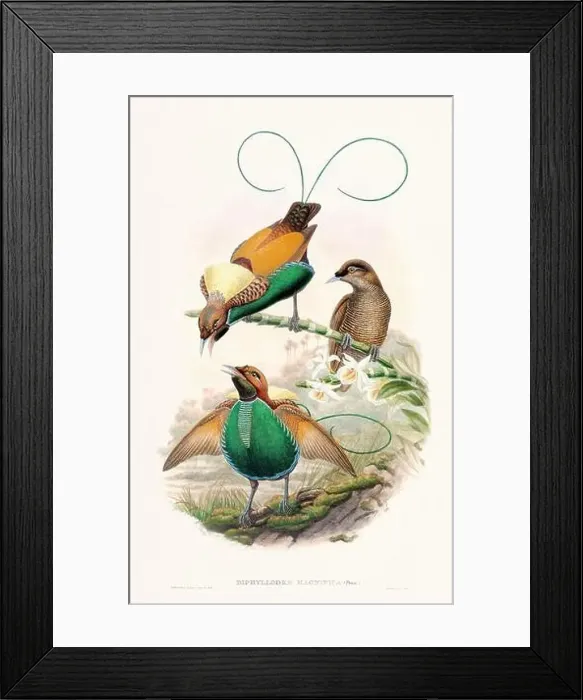 Framed Print : Vintage Bird of the Paradise illustration from the 1800s Framed Print : Vintage Bird of the Paradise illustration from the 1800s