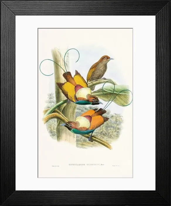 Framed Print : Vintage Bird of the Paradise illustration from the 1800s Framed Print : Vintage Bird of the Paradise illustration from the 1800s