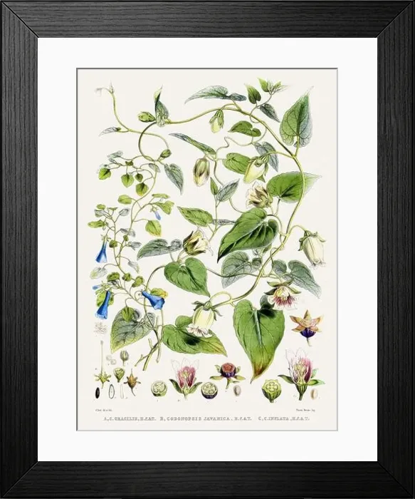 Framed Print : Vintage Botanical illustration Framed Print : Vintage Botanical illustration