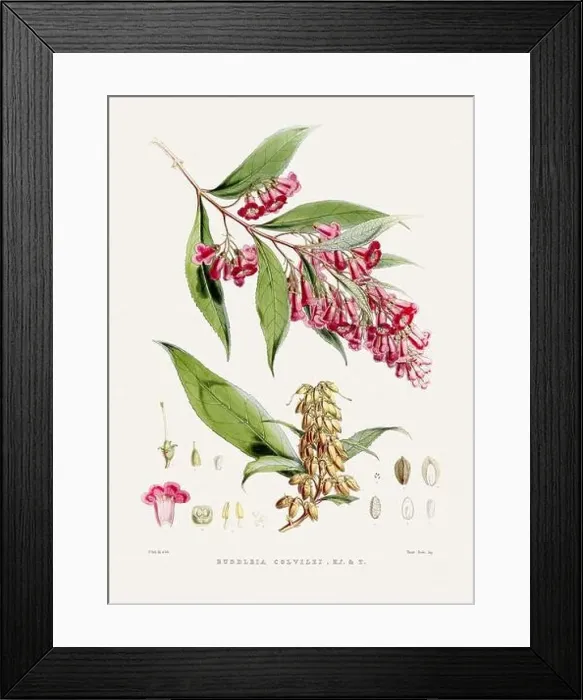 Framed Print : Vintage Botanical illustration Framed Print : Vintage Botanical illustration