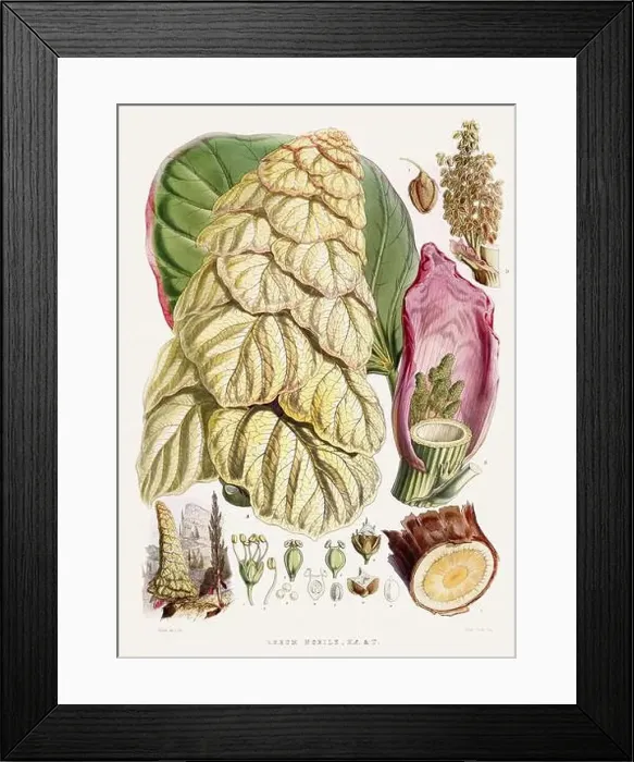 Framed Print : Vintage Botanical illustration Framed Print : Vintage Botanical illustration