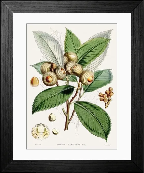 Framed Print : Vintage Botanical illustration Framed Print : Vintage Botanical illustration