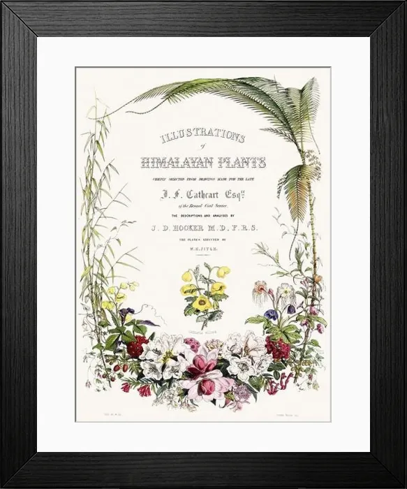 Framed Print : Vintage Botanical illustration Framed Print : Vintage Botanical illustration