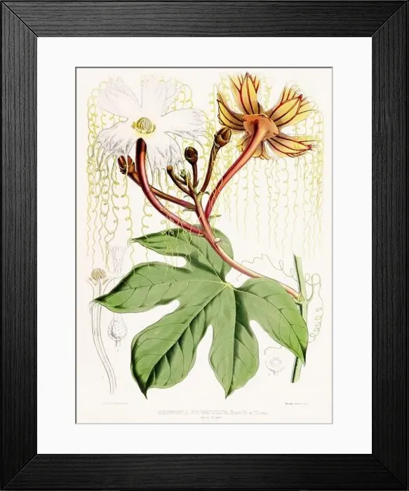 Framed Print : Vintage Botanical illustration Framed Print : Vintage Botanical illustration