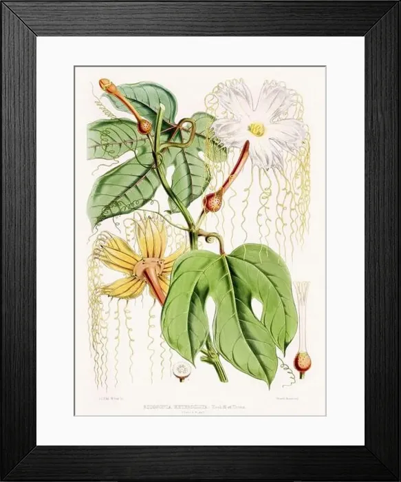 Framed Print : Vintage Botanical illustration Framed Print : Vintage Botanical illustration