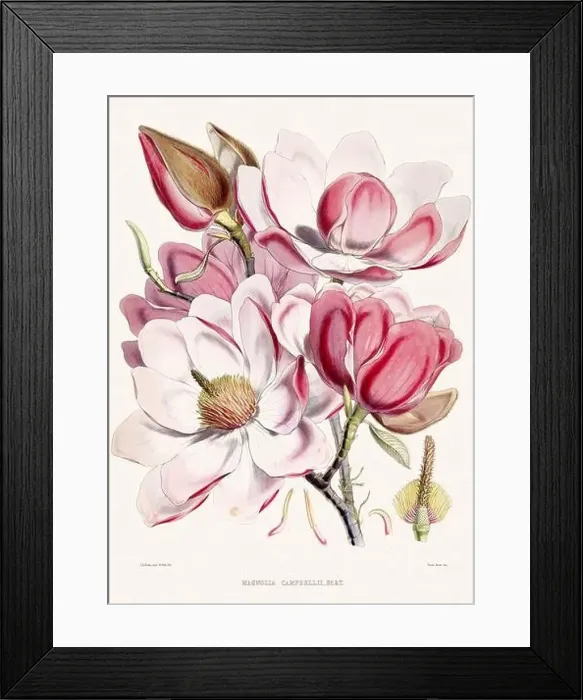 Framed Print : Vintage Botanical illustration Framed Print : Vintage Botanical illustration