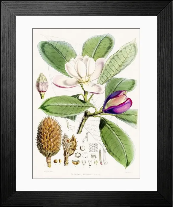 Framed Print : Vintage Botanical illustration Framed Print : Vintage Botanical illustration
