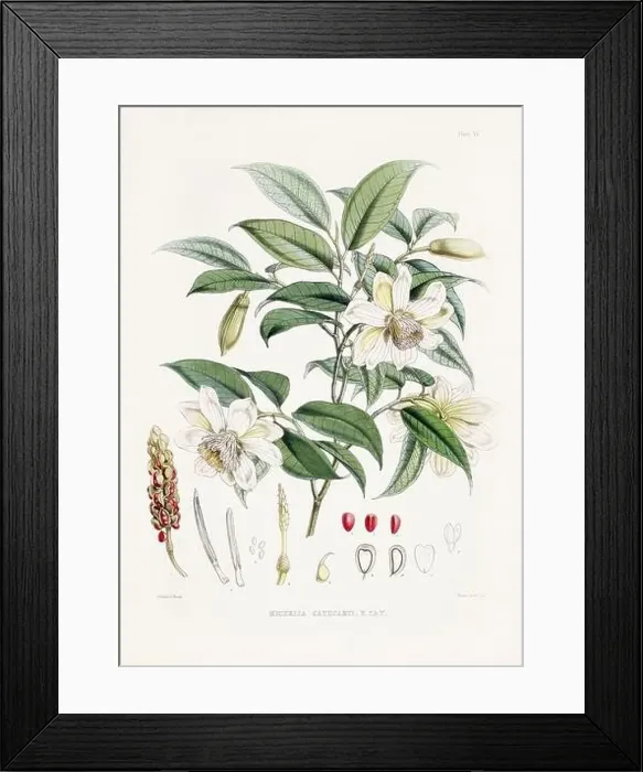 Framed Print : Vintage Botanical illustration Framed Print : Vintage Botanical illustration