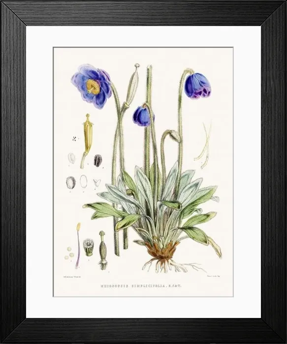 Framed Print : Vintage Botanical illustration