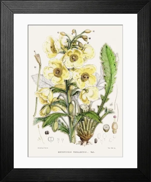 Framed Print : Vintage Botanical illustration Framed Print : Vintage Botanical illustration