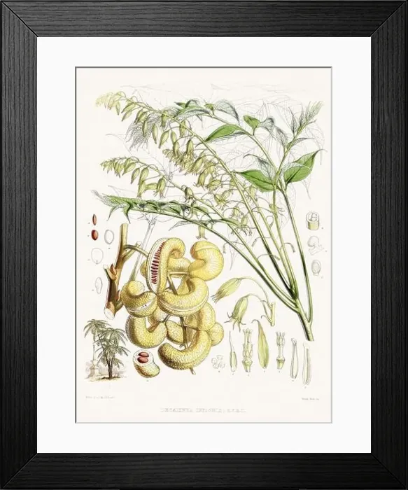 Framed Print : Vintage Botanical illustration Framed Print : Vintage Botanical illustration