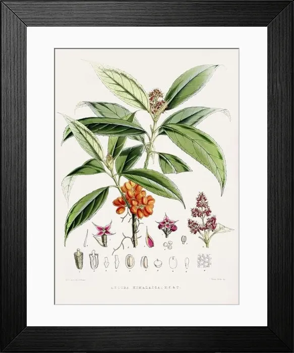 Framed Print : Vintage Botanical illustration Framed Print : Vintage Botanical illustration