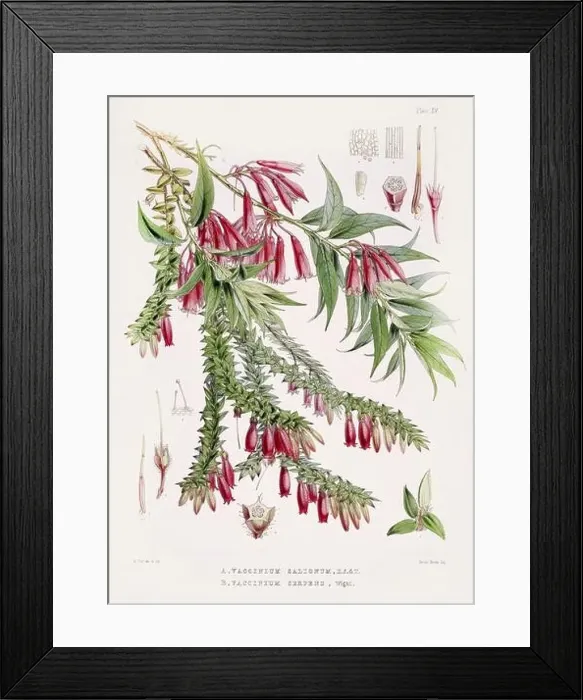 Framed Print : Vintage Botanical illustration Framed Print : Vintage Botanical illustration