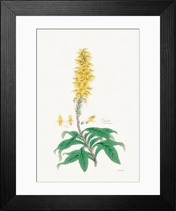 Framed Print : Vintage Foxglove Flower illustration. Botanical Art. Circa 1820 Framed Print : Vintage Foxglove Flower illustration. Botanical Art. Circa 1820