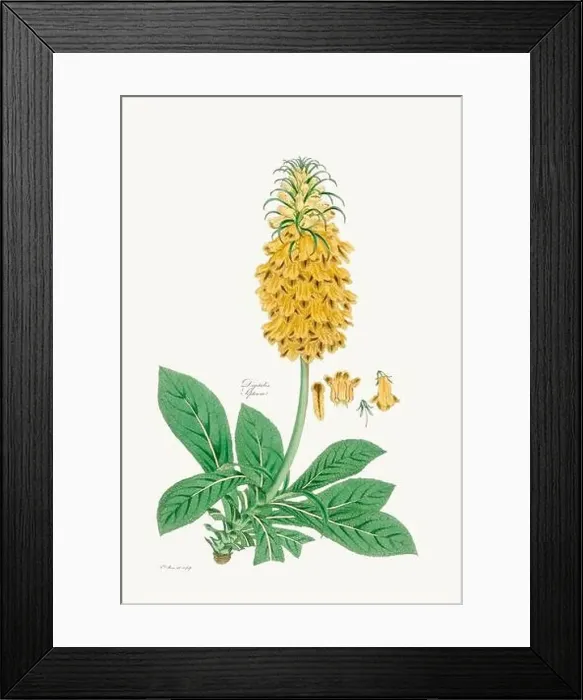 Framed Print : Vintage Foxglove Flower illustration. Botanical Art. Circa 1820 Framed Print : Vintage Foxglove Flower illustration. Botanical Art. Circa 1820