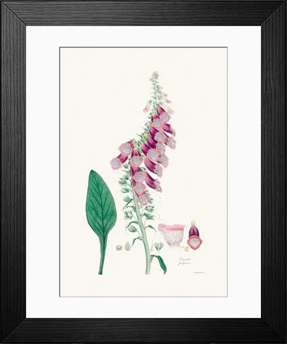 Framed Print : Vintage Foxglove Flower illustration. Botanical Art. Circa 1820 Framed Print : Vintage Foxglove Flower illustration. Botanical Art. Circa 1820