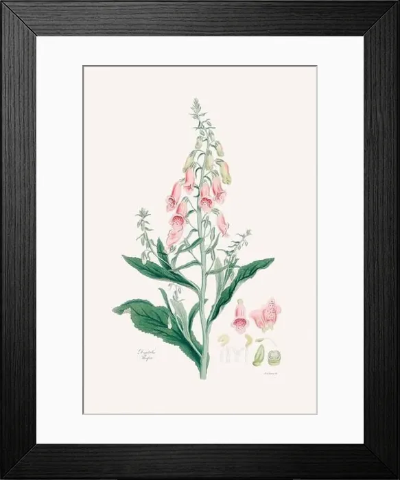 Framed Print : Vintage Foxglove Flower illustration. Botanical Art. Circa 1820 Framed Print : Vintage Foxglove Flower illustration. Botanical Art. Circa 1820