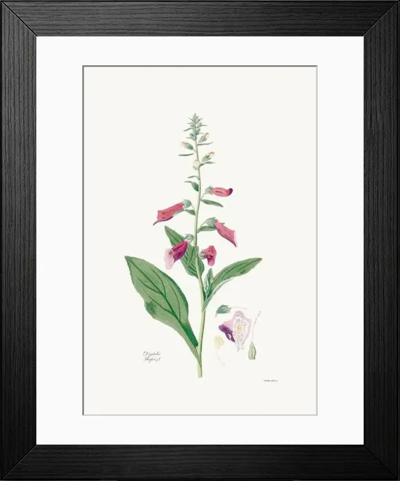 Framed Print : Vintage Foxglove Flower illustration. Botanical Art. Circa 1820 Framed Print : Vintage Foxglove Flower illustration. Botanical Art. Circa 1820