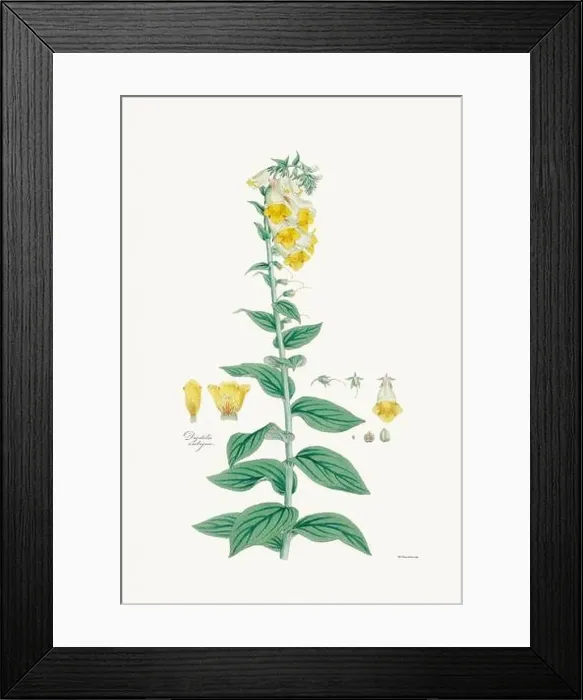 Framed Print : Vintage Foxglove Flower illustration. Botanical Art. Circa 1820 Framed Print : Vintage Foxglove Flower illustration. Botanical Art. Circa 1820