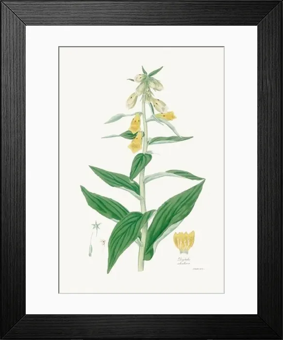 Framed Print : Vintage Foxglove Flower illustration. Botanical Art. Circa 1820 Framed Print : Vintage Foxglove Flower illustration. Botanical Art. Circa 1820
