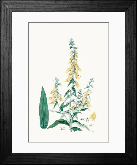 Framed Print : Vintage Foxglove Flower illustration. Botanical Art. Circa 1820 Framed Print : Vintage Foxglove Flower illustration. Botanical Art. Circa 1820