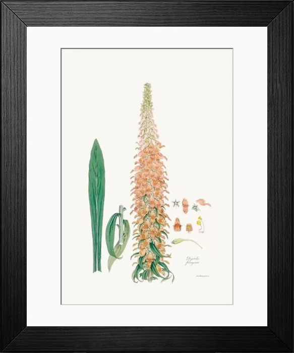 Framed Print : Vintage Foxglove Flower illustration. Botanical Art. Circa 1820 Framed Print : Vintage Foxglove Flower illustration. Botanical Art. Circa 1820