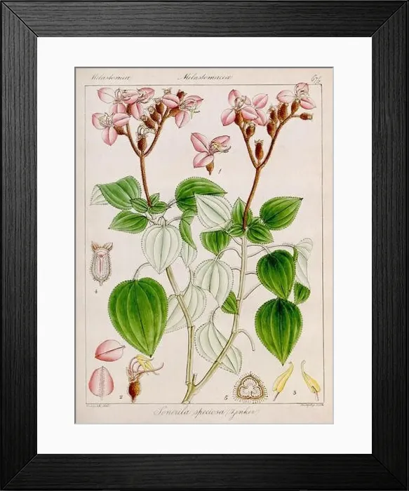 Framed Print : Vintage botanical illustration Framed Print : Vintage botanical illustration