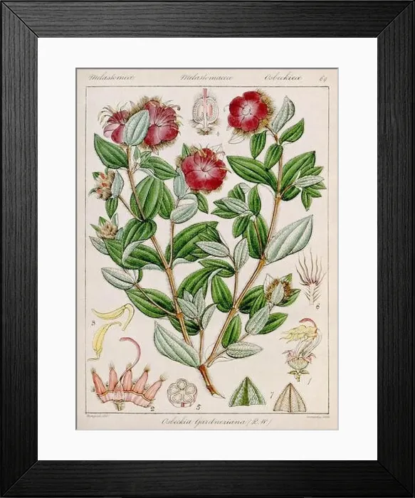 Framed Print : Vintage botanical illustration Framed Print : Vintage botanical illustration