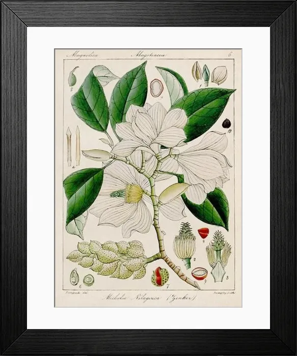 Framed Print : Vintage botanical illustration Framed Print : Vintage botanical illustration