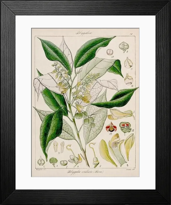 Framed Print : Vintage botanical illustration Framed Print : Vintage botanical illustration