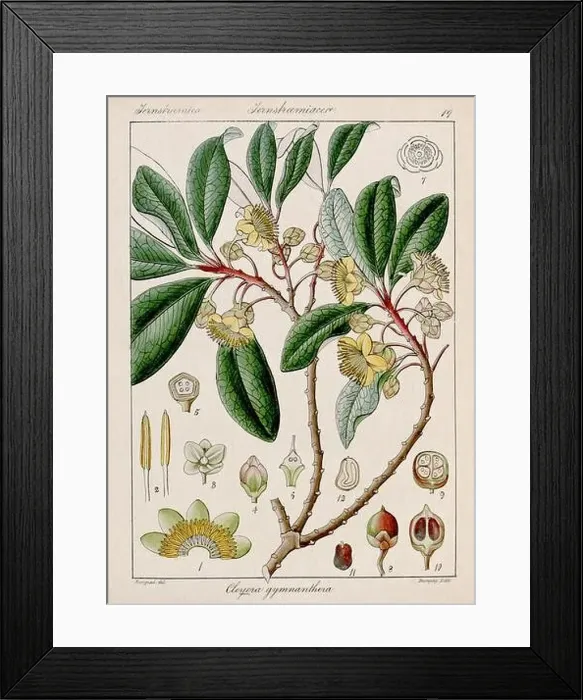 Framed Print : Vintage botanical illustration Framed Print : Vintage botanical illustration