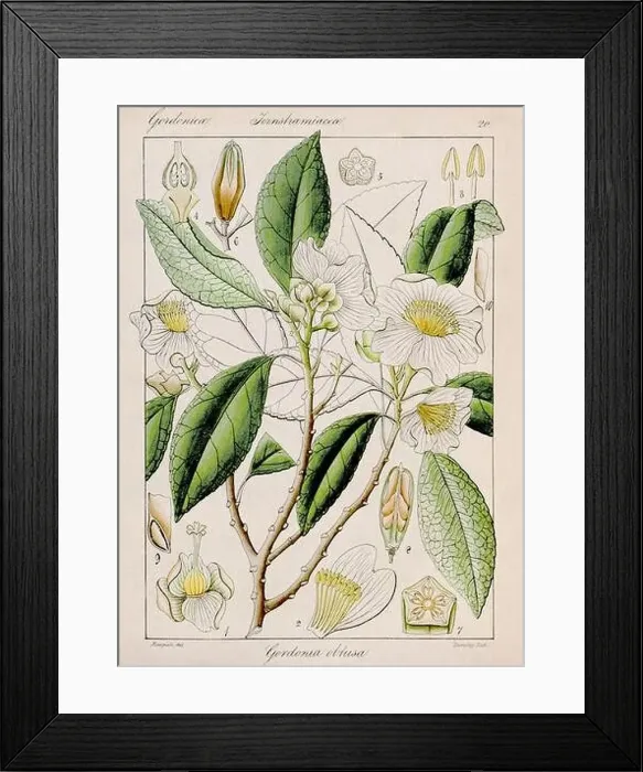 Framed Print : Vintage botanical illustration Framed Print : Vintage botanical illustration