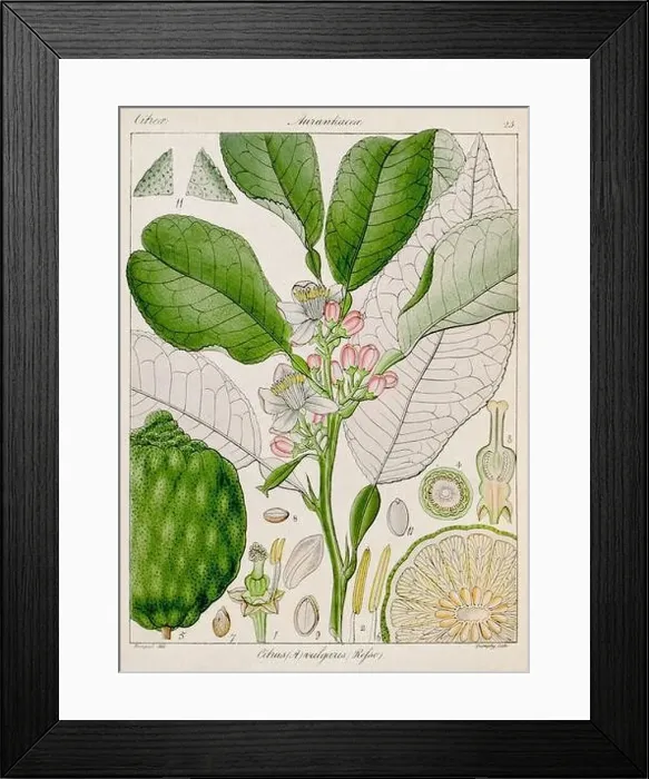Framed Print : Vintage botanical illustration Framed Print : Vintage botanical illustration