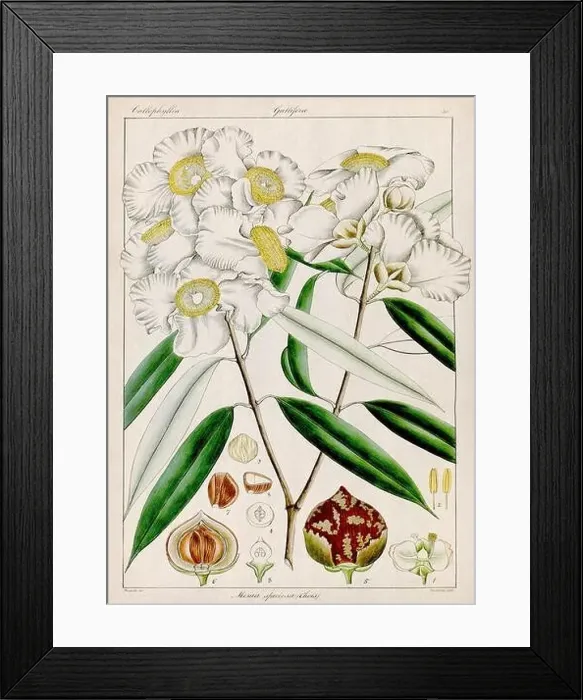 Framed Print : Vintage botanical illustration Framed Print : Vintage botanical illustration