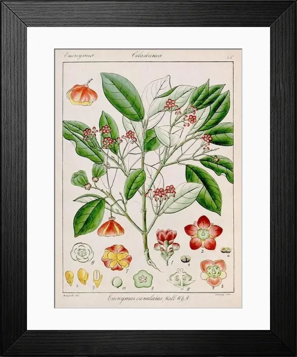 Framed Print : Vintage botanical illustration Framed Print : Vintage botanical illustration