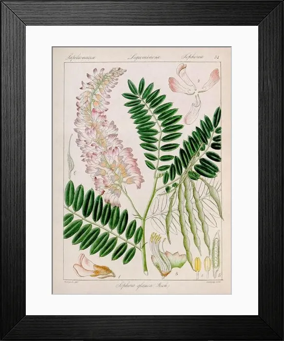 Framed Print : Vintage botanical illustration