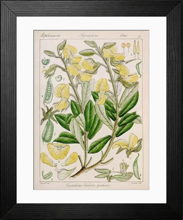 Framed Print : Vintage botanical illustration Framed Print : Vintage botanical illustration