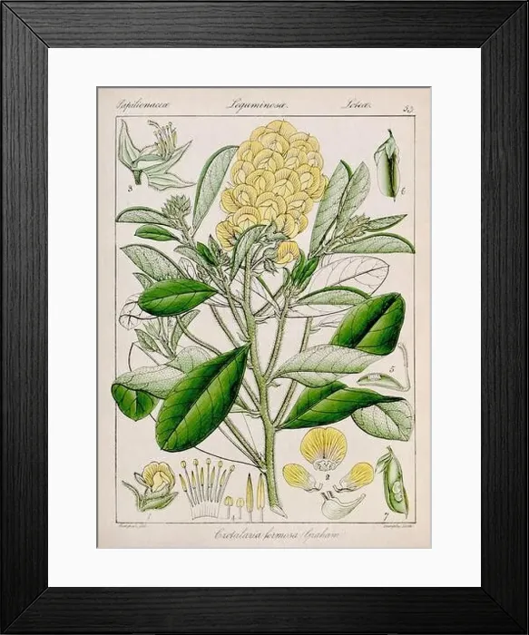Framed Print : Vintage botanical illustration Framed Print : Vintage botanical illustration