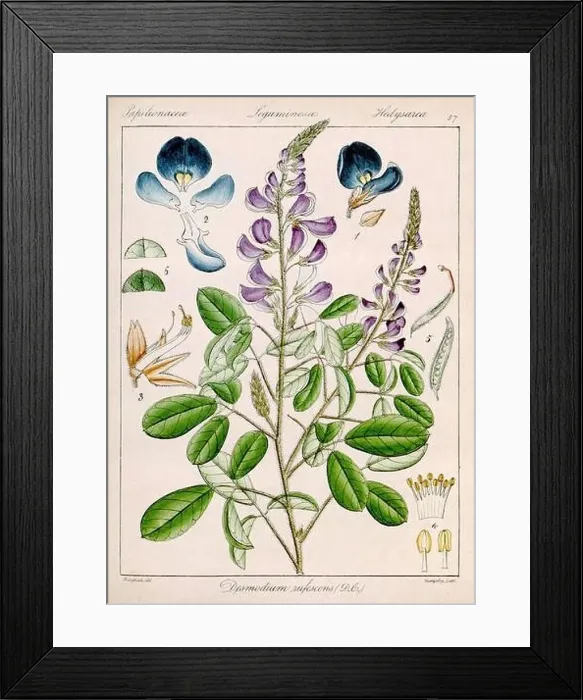 Framed Print : Vintage botanical illustration Framed Print : Vintage botanical illustration