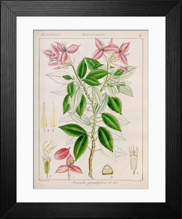 Framed Print : Vintage botanical illustration Framed Print : Vintage botanical illustration