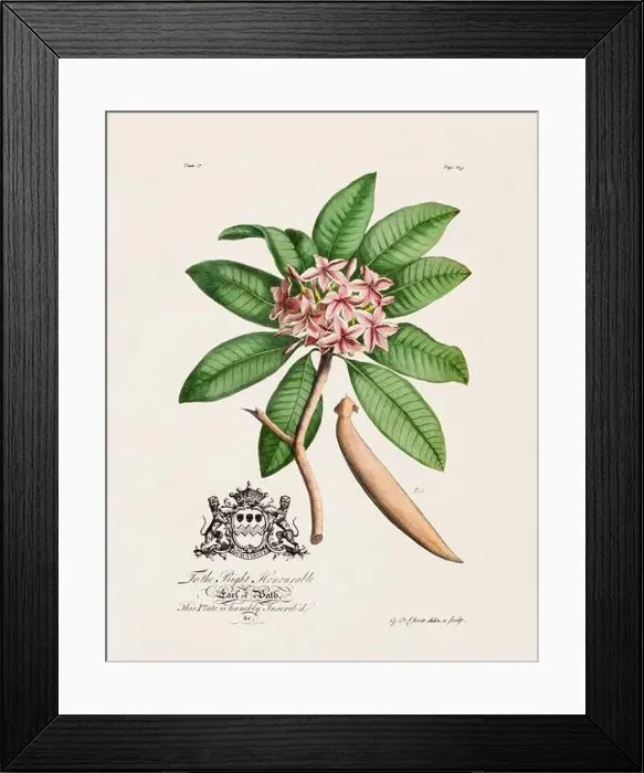 Framed Print : Botanical illustration from the 18th century by Ehret, George Dionysius, 1708-1770 Framed Print : Botanical illustration from the 18th century by Ehret, George Dionysius, 1708-1770