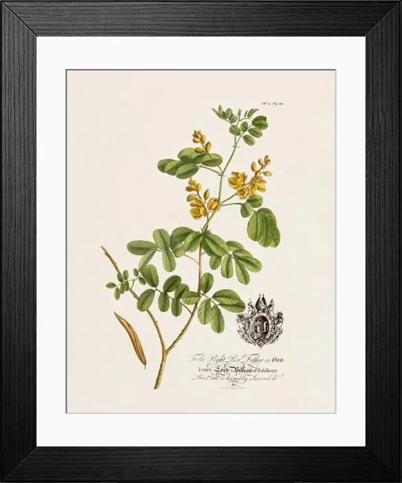 Framed Print : Botanical illustration from the 18th century by Ehret, George Dionysius, 1708-1770 Framed Print : Botanical illustration from the 18th century by Ehret, George Dionysius, 1708-1770