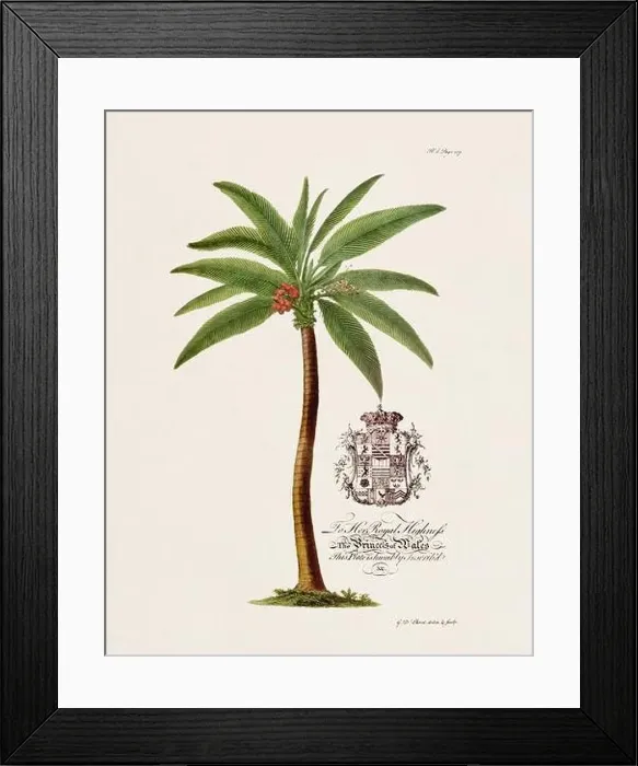 Framed Print : Palm Tree. Botanical illustration from the 18th century by Ehret, George Dionysius, 1708-1770 Framed Print : Palm Tree. Botanical illustration from the 18th century by Ehret, George Dionysius, 1708-1770