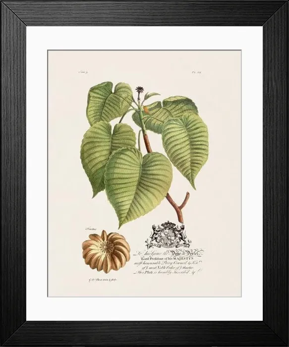 Framed Print : Sandbox Tree. Botanical illustration from the 18th century by Ehret, George Dionysius, 1708-1770 Framed Print : Sandbox Tree. Botanical illustration from the 18th century by Ehret, George Dionysius, 1708-1770