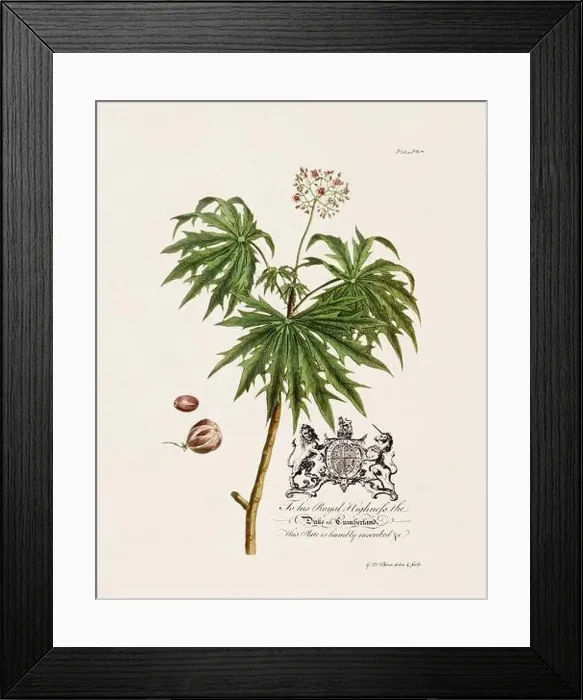 Framed Print : Castor Oil Plant. Botanical illustration from the 18th century by Ehret, George Dionysius, 1708-1770 Framed Print : Castor Oil Plant. Botanical illustration from the 18th century by Ehret, George Dionysius, 1708-1770