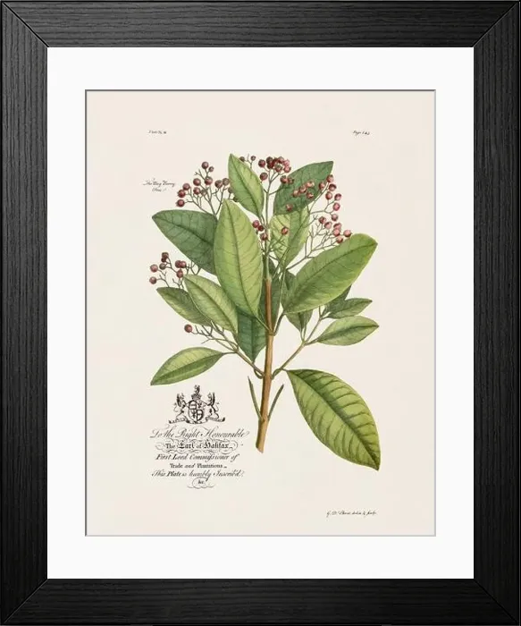 Framed Print : Botanical illustration from the 18th century by Ehret, George Dionysius, 1708-1770 Framed Print : Botanical illustration from the 18th century by Ehret, George Dionysius, 1708-1770