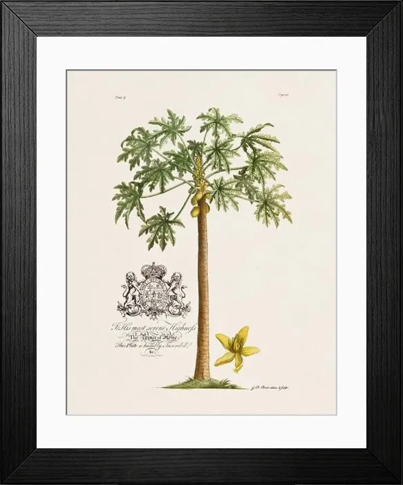 Framed Print : Papaya Tree. Botanical illustration from the 18th century by Ehret, George Dionysius, 1708-1770 Framed Print : Papaya Tree. Botanical illustration from the 18th century by Ehret, George Dionysius, 1708-1770