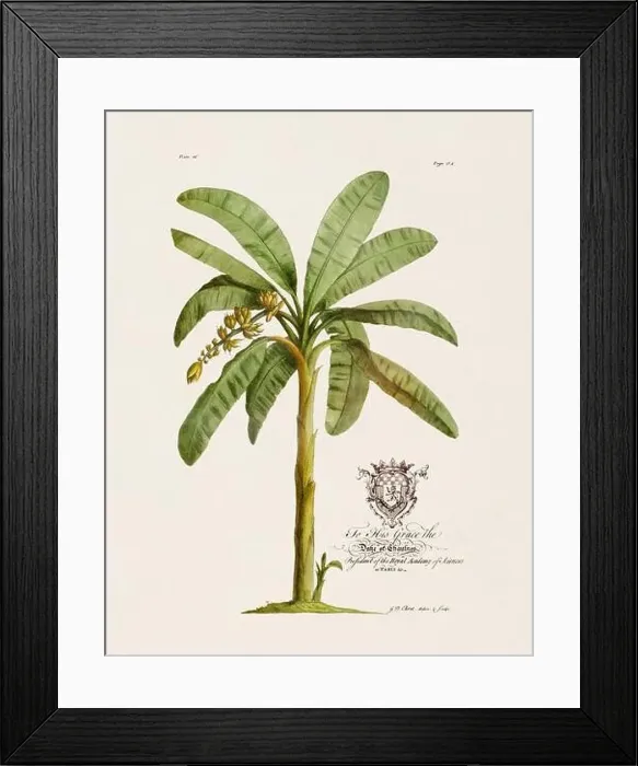 Framed Print : Banana Tree. Botanical illustration from the 18th century by Ehret, George Dionysius, 1708-1770 Framed Print : Banana Tree. Botanical illustration from the 18th century by Ehret, George Dionysius, 1708-1770